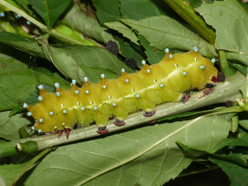 Saturnia pyri